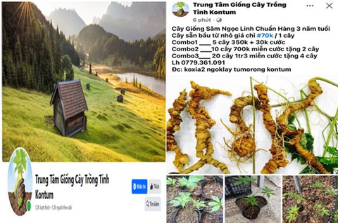 Bán sâm Trung Quốc nhưng rao là sâm Ngọc Linh, thanh niên bị khởi tố- Ảnh 1. Hình ảnh rao bán sâm Ngọc Linh giả với giá siêu rẻ của L.V.C trên mạng xã hội - Ảnh: Công an tỉnh Kon Tum