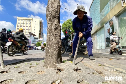 Gỡ xích, phá bê tông giải cứu cây xanh trên đường Nguyễn Thái Sơn- Ảnh 1. Sau khi rà soát và kiểm tra, Công ty TNHH MTV Công viên cây xanh TP.HCM đã cho nhân viên tiến hành tháo gỡ các dây xích, lớp bê tông vây chặt các gốc cây trên đường Nguyễn Thái Sơn - Ảnh: TIẾN QUỐC