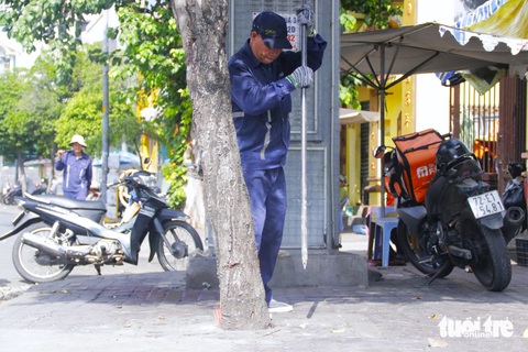 Gỡ xích, phá bê tông giải cứu cây xanh trên đường Nguyễn Thái Sơn- Ảnh 2. Có những gốc cây bị phủ kín bê tông dày, cứng, phải dùng dụng cụ đục phá lớp bê tông - Ảnh: TIẾN QUỐC