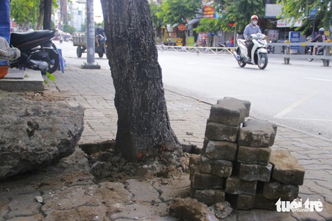 Gỡ xích, phá bê tông giải cứu cây xanh trên đường Nguyễn Thái Sơn- Ảnh 5. Nhân viên tiến hành tháo dỡ gạch lát vỉa hè, tạo bồn lại cho các cây xanh dọc hai bên đường Nguyễn Thái Sơn, quận Gò Vấp - Ảnh: TIẾN QUỐC