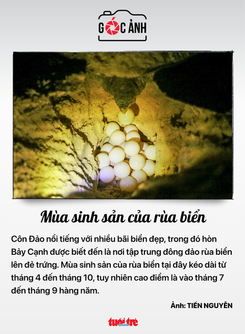 Tin tức sáng 20-6: Novaland sẽ vay hàng trăm tỉ đồng từ công ty con- Ảnh 9. Mùa sinh sản của rùa biển - Ảnh: TIẾN NGUYỄN