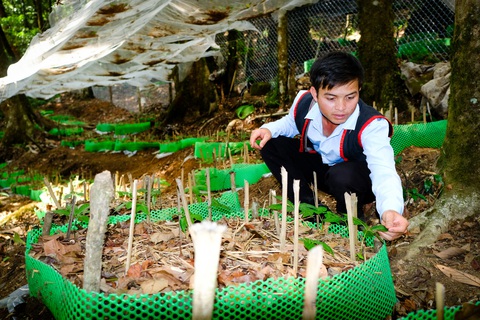 Sớm đưa sâm Việt thành ngành hàng tỉ USD- Ảnh 4. Người dân Xơ Đăng chăm sóc vườn sâm Ngọc Linh trồng dưới tán rừng thuộc xã Măng Ri, huyện Tu Mơ Rông, Kon Tum - Ảnh: TẤN LỰC