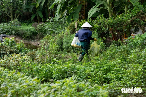 Ngã ngửa vì cọc tiền mua đất liền kề lòi ra đất biệt thự- Ảnh 1. Những lô đất biệt thự nhiều năm không xây dựng đã được người dân tận dụng trồng rau - Ảnh: DANH KHANG