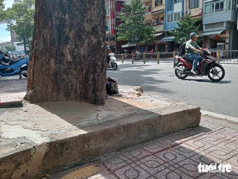 Đủ kiểu 'bức tử' cây xanh đường phố: Đóng đinh, trám xi măng, trói gốc cây- Ảnh 2. Gốc cây trên đường Ba Tháng Hai, quận 11 bị trám kín bê tông - Ảnh: ĐỊNH DƯƠNG