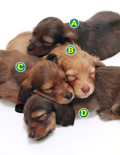 Quiz: Tính cách nào vừa là điểm mạnh vừa là điểm yếu ở bạn?- Ảnh 1. Quiz: Tính cách nào vừa là điểm mạnh vừa là điểm yếu ở bạn?- Ảnh 1.
