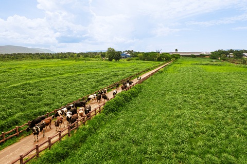 Vinamilk góp mặt trong danh sách Fortune khu vực ASEAN- Ảnh 4. Vinamilk sở hữu hệ thống 15 trang trại đạt chuẩn quốc tế như GlobalG.A.P, Organic Châu Âu…