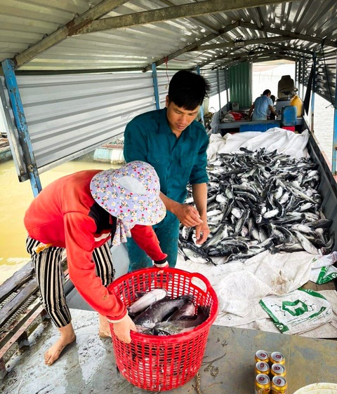 25 tấn cá lăng chết trắng bụng trên hồ thủy điện Ialy- Ảnh 3. Người nuôi vớt vội để bán bớt, nhưng vẫn không giải cứu được toàn bộ 25 tấn cá lăng - Ảnh: N.L.