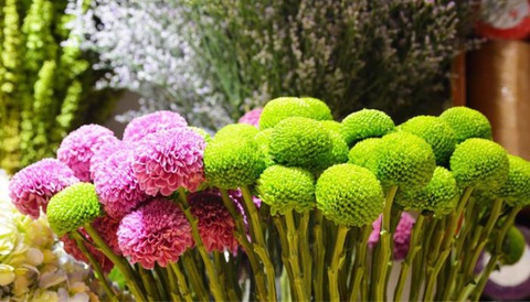 Nghiên cứu về cúc đại đóa và pingpong trồng chậu tại Gia Lâm- Ảnh 2. Nghiên cứu về cúc đại đóa và pingpong trồng chậu tại Gia Lâm- Ảnh 2.