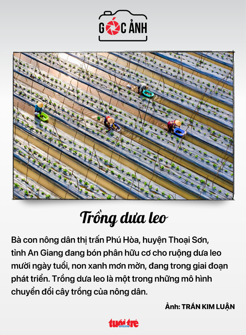 Tin tức sáng 23-6: Những khoản đóng nào tăng khi lương cơ sở tăng từ 1-7?- Ảnh 5. Trồng dưa leo - Ảnh: TRẦN KIM LUẬN