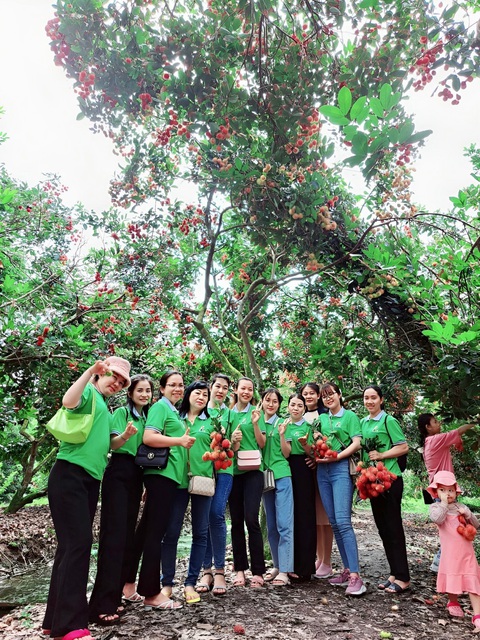 Những vườn trái cây trĩu cành sẵn sàng phục vụ khách tham quan khi về Ngả Bảy - Ảnh: HIỆP VÕ Những vườn trái cây trĩu cành sẵn sàng phục vụ khách tham quan khi về Ngả Bảy - Ảnh: HIỆP VÕ