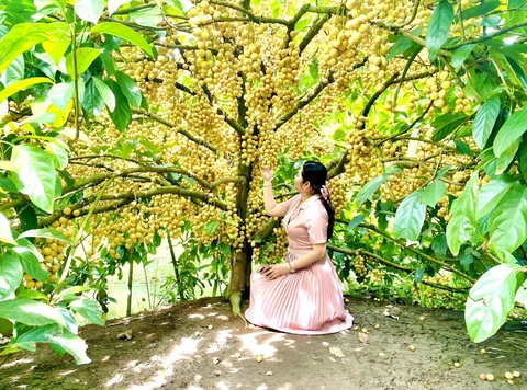 Những vườn trái cây trĩu cành sẵn sàng phục vụ khách tham quan khi về Ngả Bảy - Ảnh: HIỆP VÕ Những vườn trái cây trĩu cành sẵn sàng phục vụ khách tham quan khi về Ngã Bảy - Ảnh: HIỆP VÕ