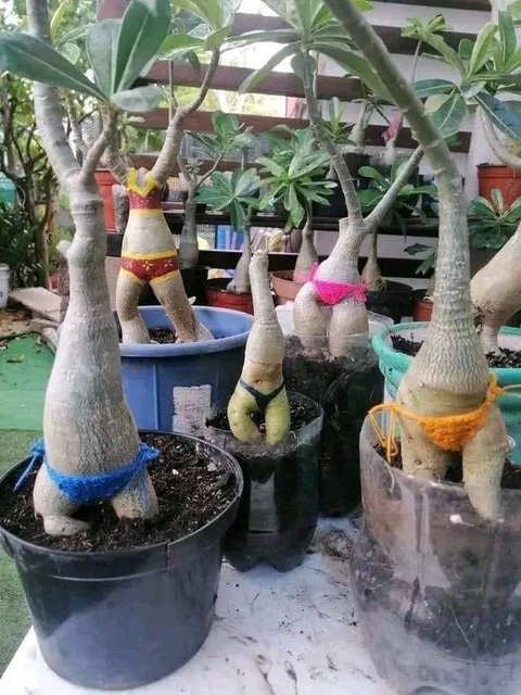 Ảnh vui 23-6: 'Đây là tôi mỗi khi bị điện thoại rớt vào mặt'- Ảnh 7. Mặc bikini cho cây.