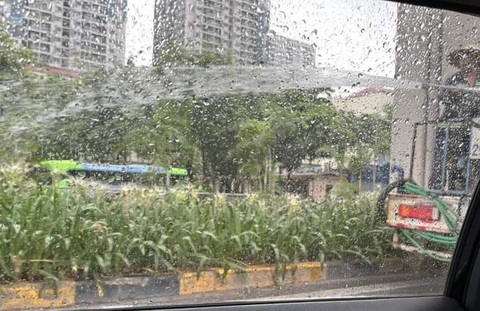 Sở Xây dựng Hà Nội kiểm tra thông tin công nhân tưới cây giữa trời mưa tầm tã- Ảnh 1. Hình ảnh lan truyền trên mạng xã hội việc một công nhân tưới cây giữa trời mưa tầm tã - Ảnh: MXH