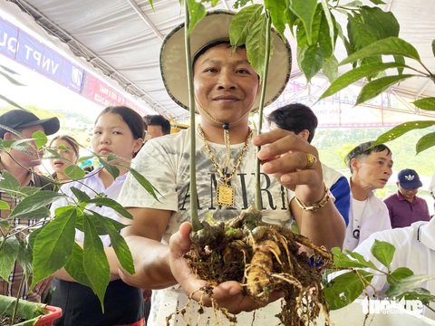 Quảng Nam kiến nghị Chính phủ trình Quốc hội ban hành Luật Sâm Việt Nam- Ảnh 1. Tỉnh Quảng Nam kiến nghị Chính phủ có chủ trương trình Quốc hội ban hành Luật Sâm Việt Nam. Trong ảnh: cây sâm Ngọc Linh ở Quảng Nam - Ảnh: LÊ TRUNG