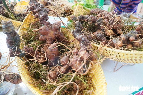 Quảng Nam kiến nghị Chính phủ trình Quốc hội ban hành Luật Sâm Việt Nam- Ảnh 2. Củ sâm Ngọc Linh - Ảnh: LÊ TRUNG
