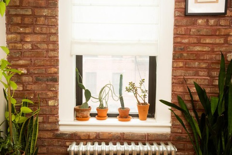 Chiêm ngưỡng căn hộ xanh trong lòng Brooklyn của Christopher Griffin- Ảnh 4. Các loại cây đều có vị trí thích hợp - Ảnh: HGTV
