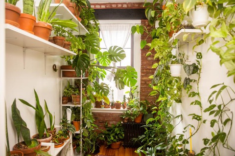 Chiêm ngưỡng căn hộ xanh trong lòng Brooklyn của Christopher Griffin- Ảnh 7. Một tấm rèm mỏng giúp cây không bị nắng chói chiếu vào - Ảnh: HGTV