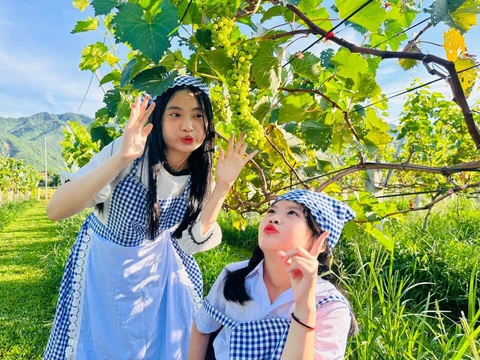 Vườn nho chín mọng ngay ngoại ô Đà Nẵng- Ảnh 2. Nhiều du khách thích thú khi được hóa thân nông dân để chăm sóc vườn nho - Ảnh: THANH NGUYÊN