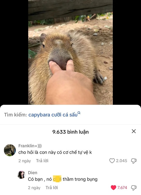 Ảnh vui 26-6: Môn thi biết trước đề nhưng không phải ai cũng đậu- Ảnh 6. Capybara - Chúa tể meme!