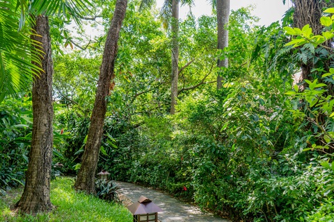 Ấn tượng trảng rừng nhiệt đới trong resort Đà Nẵng- Ảnh 4. Lối đi giữa tán rừng già trong Furama Resort Đà Nẵng - Ảnh: B.D.
