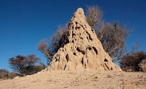 Phát hiện gò mối 34.000 tuổi, lưu trữ hàng tấn carbon- Ảnh 2. Một gò mối ở Namibia - Ảnh: SciTechDaily
