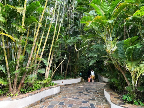 Ấn tượng trảng rừng nhiệt đới trong resort Đà Nẵng- Ảnh 3. Mọi góc nhỏ ở Furama đều phủ kín cây xanh, có những cây tuổi đời hàng trăm năm - Ảnh: B.D.