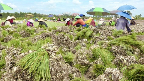 Miền Tây trúng củ kiệu đầu mùa, lại thêm trúng giá- Ảnh 1. Người dân thu hoạch và phơi củ kiệu dọc tỉnh lộ 843, huyện Tam Nông, Đồng Tháp - Ảnh: ĐẶNG TUYẾT