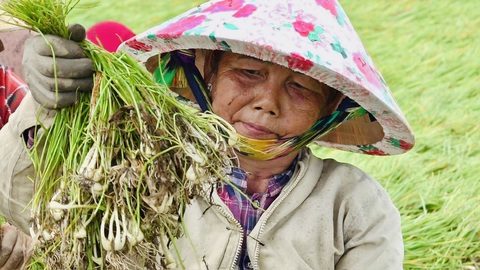 Miền Tây trúng củ kiệu đầu mùa, lại thêm trúng giá- Ảnh 3. Củ kiệu sau khi thu hoạch đem phơi bán cho thương lái đã đặt cọc từ đầu vụ - Ảnh: ĐẶNG TUYẾT