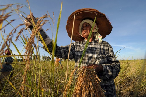 Thái Lan hỗ trợ chi phí phân bón cho nông dân- Ảnh 1. Thái Lan hỗ trợ chi phí phân bón cho nông dân- Ảnh 1.