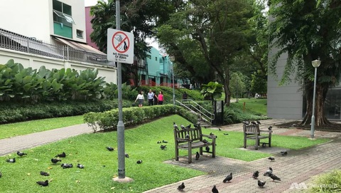 Ở Singapore, bắt động vật hoang dã có thể bị phạt cả tỉ đồng- Ảnh 1. Công viên Duxton Plain, Singapore, với nhiều cây xanh và chim bồ câu - Ảnh: CHANNEL NEWS ASIA