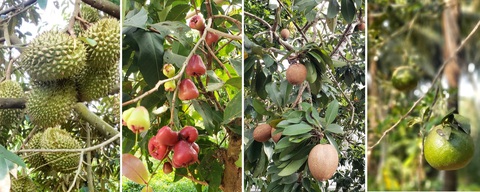 Tết Đoan ngọ, vòng quanh miền Tây thưởng thức mùa trái cây chín mọng- Ảnh 1. Về miền Tây, du khách được thưởng thức những loại trái cây tự tay mình hái - Ảnh: QUÂN NAM