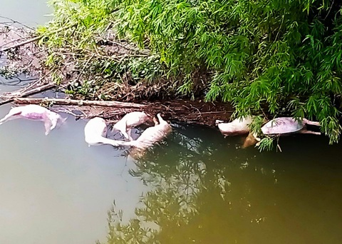Hàng chục con heo chết thả trôi sông, công an phải vào cuộc truy tìm- Ảnh 1. Heo đã chết bị vứt trên sông tại huyện Vũ Quang, Hà Tĩnh - Ảnh: H.A.