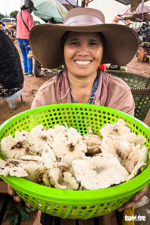 Cực phẩm nấm mối Tây Nguyên sau mưa: Luộc chấm mắm cũng 'ngon quắn lưỡi'- Ảnh 1. Rổ nấm mối đầu mùa mới hái trong vườn được mẹ Vút - người Jarai, tranh thủ đưa ra chợ tạm ven đường bán kiếm tiền đong gạo, mua thịt - Ảnh: TẤN LỰC