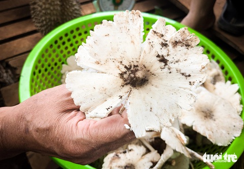 Cực phẩm nấm mối Tây Nguyên sau mưa: Luộc chấm mắm cũng 'ngon quắn lưỡi'- Ảnh 2. Những tai nấm mối trắng nở xòe còn dính đất rất được người sành ăn săn đón vì độ ngon ngọt đặc biệt - Ảnh: TẤN LỰC