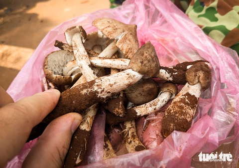 Cực phẩm nấm mối Tây Nguyên sau mưa: Luộc chấm mắm cũng 'ngon quắn lưỡi'- Ảnh 4. Những cây nấm mối mới nhú còn mập mạp, chưa kịp bung tai là hàng tuyển, giá lên tới cả triệu đồng/kg - Ảnh: TẤN LỰC