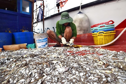 Chống khai thác hải sản trái phép- Ảnh 8. Một tàu cá khai thác sai vùng biển và sử dụng lưới mắt nhỏ cào bắt hải sản ven bờ bị lực lượng kiểm ngư xử phạt