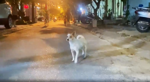 Sở thích nuôi chó làm khổ cả xóm: Tổ dân phố cần có vai trò giúp người dân báo tin- Ảnh 3. Chó thả rông chạy trong khu dân cư ở Đà Nẵng - Ảnh: B.D.