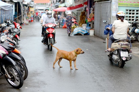 7 tháng, 56 người tử vong vì bệnh dại, chỉ hơn một nửa chó nuôi được tiêm phòng- Ảnh 1. Nhiều người nuôi chó còn để chó chạy rông ra đường và không đeo rọ mõm, nguy cơ lan truyền bệnh dại rất lớn khi mới chỉ có 58% chó được tiêm phòng