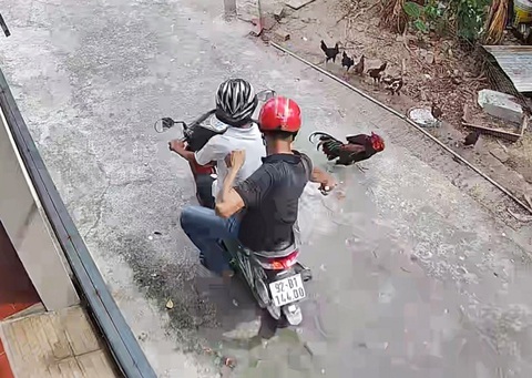 2 nam thanh niên 'sức dài vai rộng' dùng ná bắn gà của dân bán lấy tiền- Ảnh 1. Hai nam thanh niên dùng ná cao su bắn gà được camera nhà dân quay lại - Ảnh: Camera nhà dân