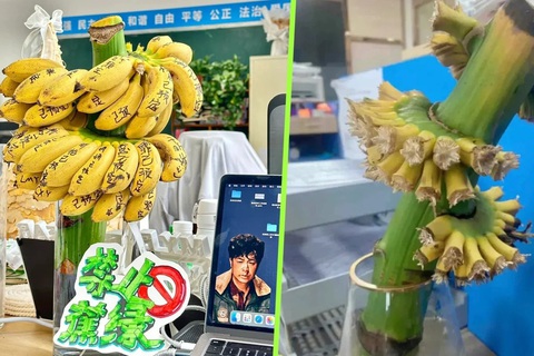 Vì sao nhân viên văn phòng Trung Quốc đu trend trồng buồng chuối?- Ảnh 1. Những nhân viên trẻ tuổi ở Trung Quốc trồng chuối tại nơi làm việc nhằm giảm bớt căng thẳng - Ảnh: SCMP/Xiaohongshu