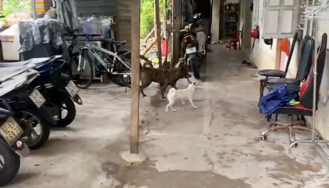 Sở thích nuôi chó làm khổ cả xóm: Tổ dân phố cần có vai trò giúp người dân báo tin- Ảnh 2. Chó thả rông là vấn nạn không riêng bất cứ nơi đâu - Ảnh: B.D.