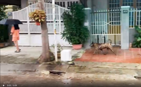 Sở thích nuôi chó làm khổ cả xóm: Tổ dân phố cần có vai trò giúp người dân báo tin- Ảnh 1. Chó thả rông không rọ mõm chạy ngoài đường gây nguy hiểm cho cộng đồng - Ảnh: B.D.
