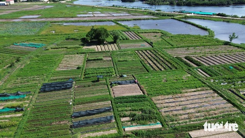 Lá mùng Năm là gì mà thương lái 'ùn ùn' đổ xô thu mua dịp Tết Đoan ngọ?- Ảnh 1. Những ruộng lá mùng Năm ở xã Bình Đào - Ảnh: LÊ TRUNG