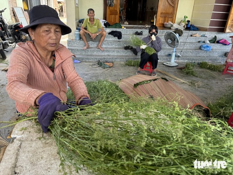 Lá mùng Năm là gì mà thương lái 'ùn ùn' đổ xô thu mua dịp Tết Đoan ngọ?- Ảnh 4. Cây hoa khóm sau khi thu hoạch về được chia thành từng bó để bán - Ảnh: LÊ TRUNG
