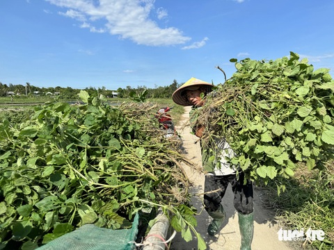 Lá mùng Năm là gì mà thương lái 'ùn ùn' đổ xô thu mua dịp Tết Đoan ngọ?- Ảnh 10. Ông Hùng thu hoạch lá bỏ xe kéo chở về nhà - Ảnh: LÊ TRUNG
