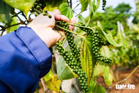 Giá hồ tiêu tăng cao và có khả năng lên nữa- Ảnh 3. Một số diện tích trồng hồ tiêu tại Gia Lai sắp cho thu hoạch - Ảnh: TẤN LỰC