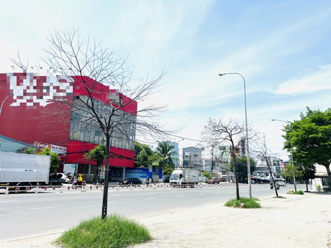 Cây xanh chết khô hơn nửa năm không ai thay- Ảnh 1. Ba cây xanh trụi lá từ cuối năm 2023 nhưng chưa được trồng cây mới - Ảnh: XUÂN ĐOÀN