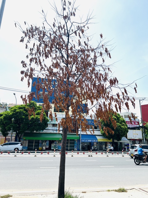 Cây xanh chết khô hơn nửa năm không ai thay- Ảnh 2. Một cây khô héo, phần lá đang rụng dần - Ảnh: XUÂN ĐOÀN