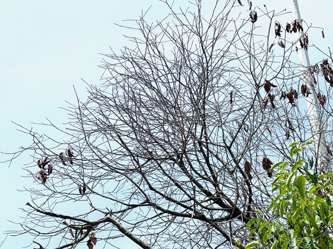 Cây xanh chết khô hơn nửa năm không ai thay- Ảnh 3. Ngọn cây trơ trụi, lá khô héo dần xuống phần thân - Ảnh: XUÂN ĐOÀN