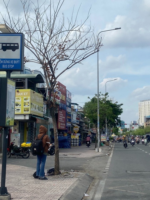 Cây xanh chết khô hơn nửa năm không ai thay- Ảnh 4. Một cây xanh có dấu hiệu chết khô trên đường Kinh Dương Vương, quận Bình Tân - Ảnh: HỒNG ĐIỆP